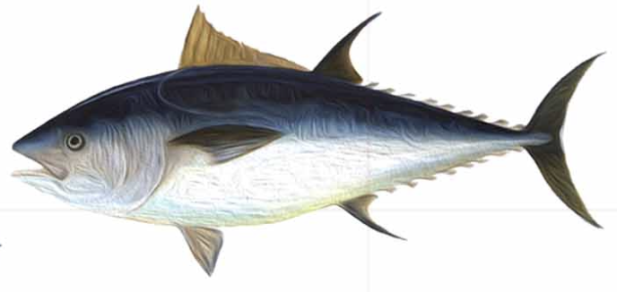 fish