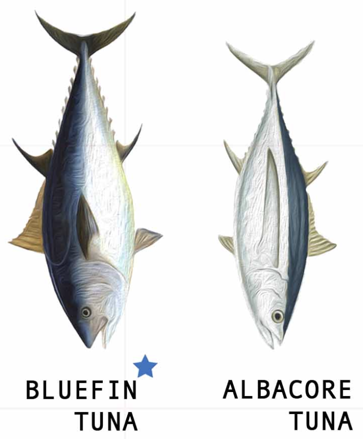 Tuna