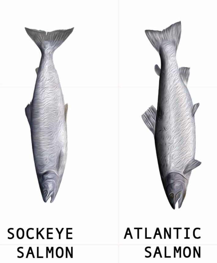 Salmon